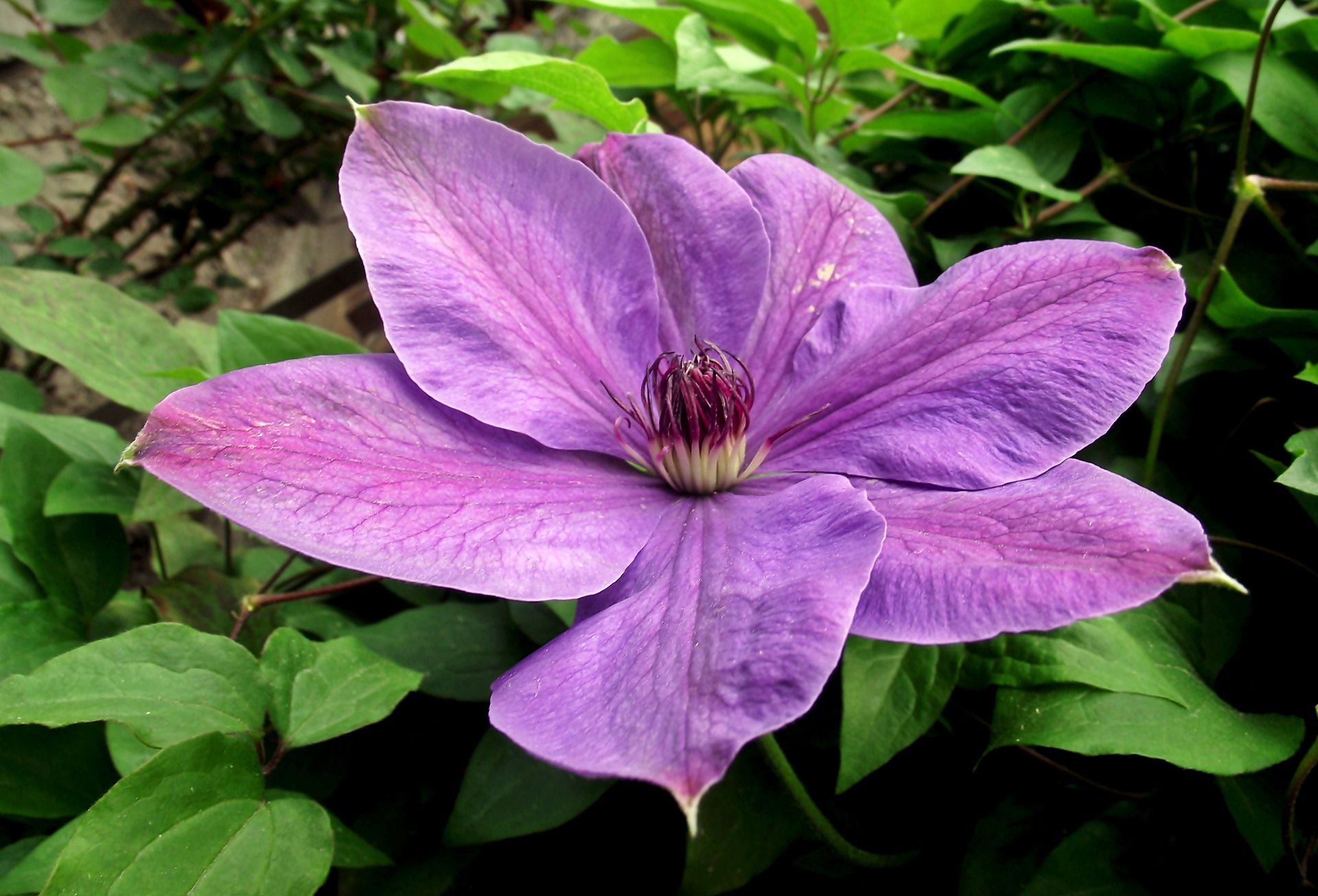Clematis Care